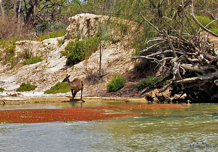 Kangaroo