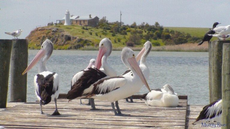 Point Malcolm Lighthouse & pelicans on Nurrung jetty WO96WM24