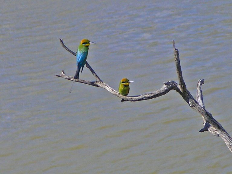 Rainbow Bee Eaters